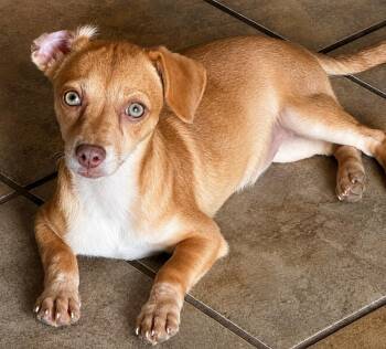 Paris -  Chihuahua Dog for Adoption in Colorado Springs, Colorado - Paris | PetCurious
