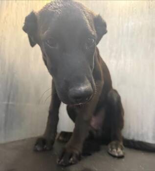 Rescue Labrador Retriever Dogs for Adoption in San Antonio, Texas - BRUNO | PetCurious