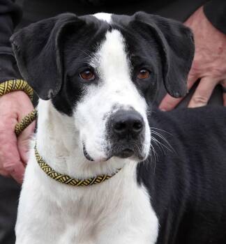 Rescue Great Dane Dogs for Adoption in Millfield, Ohio - Molly | PetCurious