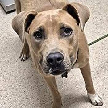 Quincy - URGENT -  Pit Bull Terrier Dog for Adoption in Thousand Oaks, California - Quincy - URGENT | PetCurious