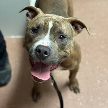 Rescue Pit Bull Terrier and Mixed Breed Dogs for Adoption in Fort Smith, Arkansas - Bodie | PetCurious