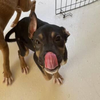 Marina 9050 -  Mixed Breed Dog for Adoption in Loxahatchee Groves, Florida - Marina 9050 | PetCurious