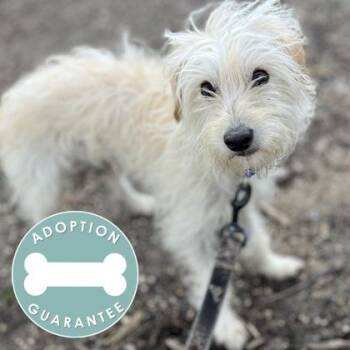 Mixed Breed Dogs Available for Adoption in Janesville, Wisconsin - Arnie | PetCurious