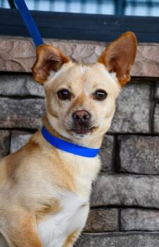 Chihuahua and Terrier Dogs Available for Adoption in Yakima, Washington - Manny | PetCurious