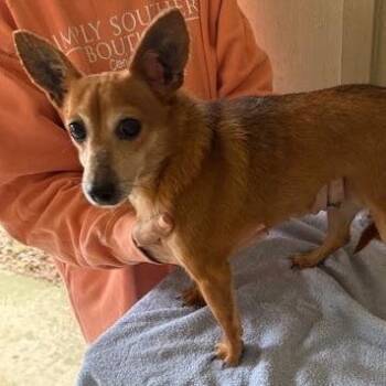 Rescue Chihuahua Dogs for Adoption - Jazzy | PetCurious