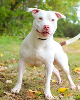 Rescue Pit Bull Terrier Dogs for Adoption in Bridgeport, Connecticut - SUGAR RAY | PetCurious