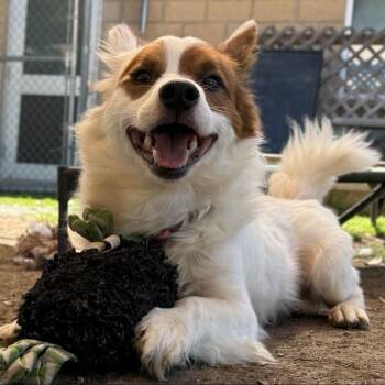 Corgi and Mixed Breed Dogs Available for Adoption - Simba *FOSTER OR FOSTER-TO-ADOPT NEEDED* | PetCurious