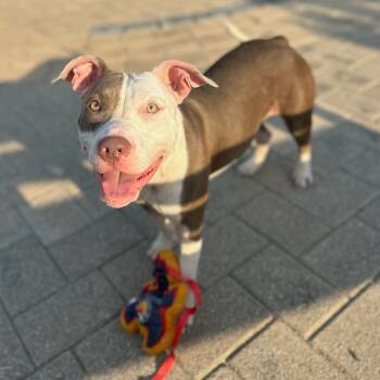 Rescue Pit Bull Terrier Dogs for Adoption in League City, Texas - Ruby | PetCurious