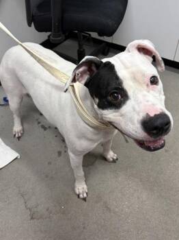 Jezzy -  Mixed Breed Dog for Adoption in West Chester, Pennsylvania - Jezzy | PetCurious