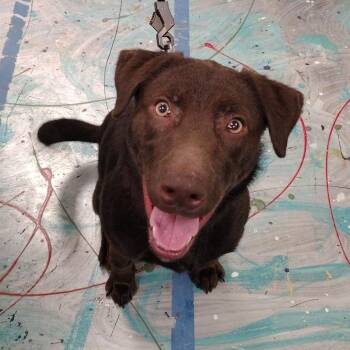 Chocolate Labrador Retriever and Border Collie Dogs Available for Adoption - Ruger | PetCurious