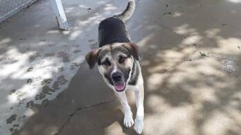 Rescue Mixed Breed Dogs for Adoption in Seymour, Indiana - CURTIS | PetCurious
