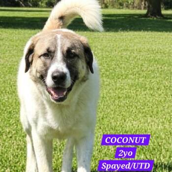 Labrador Retriever Dogs Available for Adoption in Athens, Alabama - MISS COCONUT | PetCurious