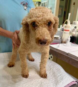 Poodle Dogs Available for Adoption in Benton, Louisiana - Pearla (NOT YET AVAILABLE) | PetCurious
