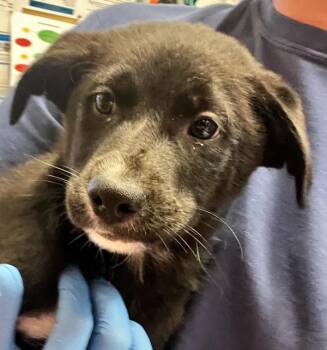Hazel -  Australian Cattle Dog Blue Heeler Dog for Adoption in Golden, Colorado - Hazel | PetCurious