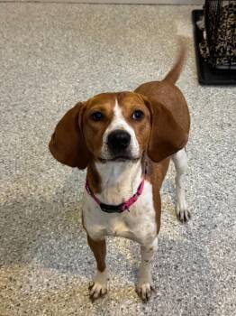 Coonhound Dogs Available for Adoption - Kate | PetCurious