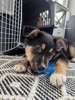 German Shepherd Dog Dogs Available for Adoption - Durzi | PetCurious