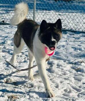 Akita and Mixed Breed Dogs Available for Adoption - Xamara | PetCurious