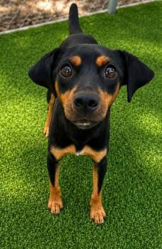 Poppy Seed -  Miniature Pinscher Dog for Adoption in Cochran, Georgia - Poppy Seed | PetCurious