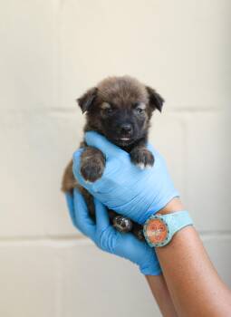Bear -  Australian Shepherd Dog for Adoption in Lucedale, Mississippi - Bear | PetCurious