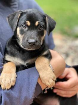 JJ -  Jack Russell Terrier and Miniature Dachshund Dog for Adoption in Lakeville, Minnesota - JJ | PetCurious