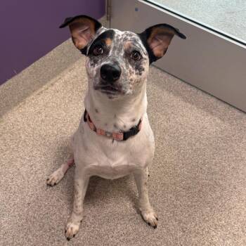 McQueen -  Mixed Breed Dog for Adoption in Englewood, Florida - McQueen | PetCurious