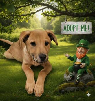 Labrador Retriever and Shepherd Dogs Available for Adoption - Costello | PetCurious