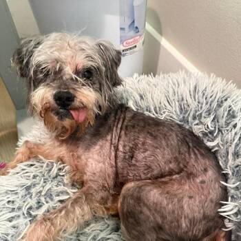 IvyPearl D11341 -  Schnauzer and Poodle Dog for Adoption - IvyPearl D11341 | PetCurious