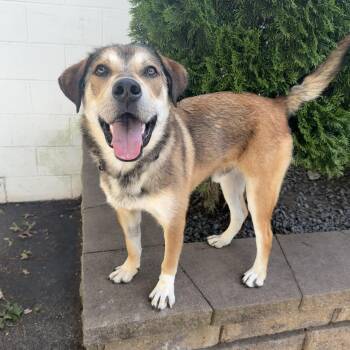 MONTY -  Mixed Breed Dog for Adoption in Cranston, Rhode Island - MONTY | PetCurious