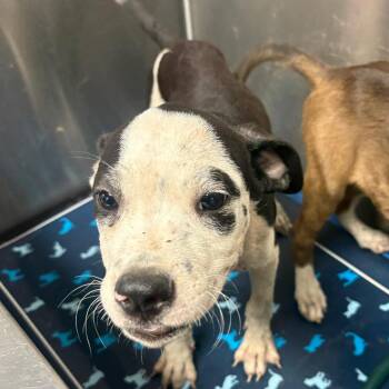 Itchy -  Mixed Breed Dog for Adoption in Lufkin, Texas - Itchy | PetCurious