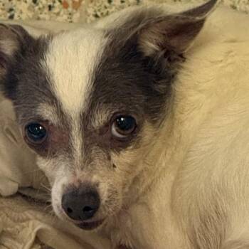 Anchor -  Chihuahua Dog for Adoption in Gulfport, Mississippi - Anchor | PetCurious