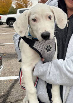 Rescue Pit Bull Terrier Dogs for Adoption in Germantown, Ohio - Falkor | PetCurious