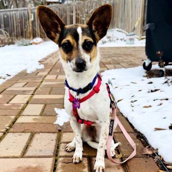 Rat Terrier and Chihuahua Dogs Available for Adoption - Chulita | PetCurious