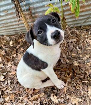 Frenchy -  Australian Cattle Dog Blue Heeler and American Bully Dog for Adoption in Glocester, Rhode Island - Frenchy | PetCurious