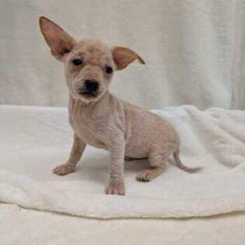 Matilda -  Terrier and Mixed Breed Dog for Adoption in Chicago, Illinois - Matilda | PetCurious