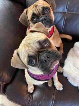 Goldie -  Pug Dog for Adoption in Aurora, Colorado - Goldie | PetCurious