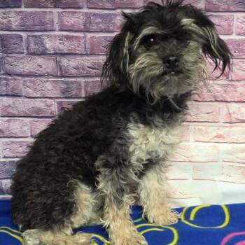 Poodle Dogs Available for Adoption in Fort Collins, Colorado - Harlow | PetCurious