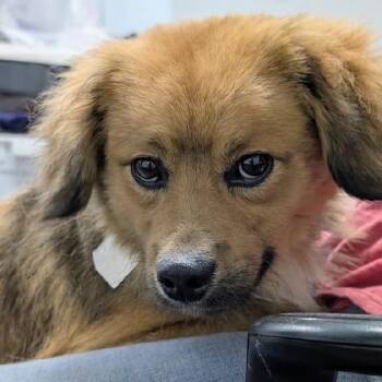 BISCUIT - SPECIAL NEEDS -  Spaniel and Pomeranian Dog for Adoption in Scottsburg, Indiana - BISCUIT - SPECIAL NEEDS | PetCurious