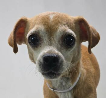 Jasmine -  Chihuahua Dog for Adoption in Newport, Tennessee - Jasmine | PetCurious
