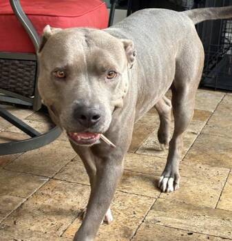 American Staffordshire Terrier Dogs Available for Adoption in Fort Lauderdale, Florida - LUX | PetCurious