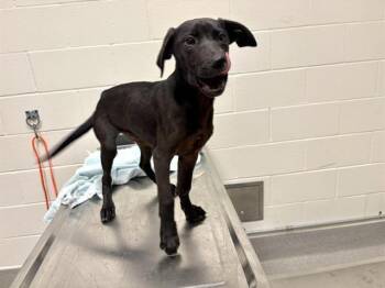 SÜßKARTOFFEL -  Labrador Retriever and Mixed Breed Dog for Adoption in Auburn, California - SÜßKARTOFFEL | PetCurious