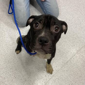 Mixed Breed Dogs Available for Adoption - Smooches | PetCurious