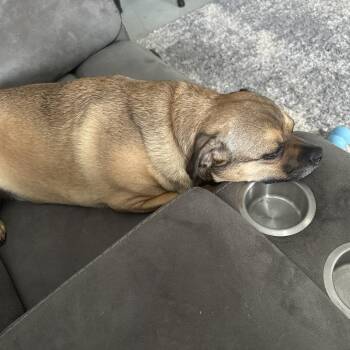 Pug and Mixed Breed Dogs Available for Adoption in Wichita, Kansas - Spooky | PetCurious