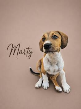 Marty -  Beagle Dog for Adoption in Myrtle Beach, South Carolina - Marty | PetCurious