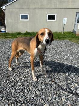 Hound Dogs Available for Adoption in Mineral, Virginia - Chew | PetCurious