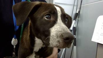 Rescue Mixed Breed Dogs for Adoption in Dallas, Texas - AKRON | PetCurious