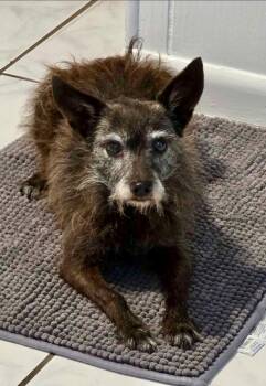Cairn Terrier Dogs Available for Adoption in Milton, Florida - Coco | PetCurious