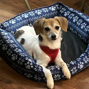 Beagle and Italian Greyhound Dogs Available for Adoption - Tina | PetCurious