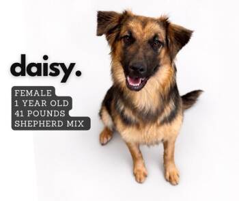 Mixed Breed Dogs Available for Adoption in Ashland, Kentucky - Daisy | PetCurious