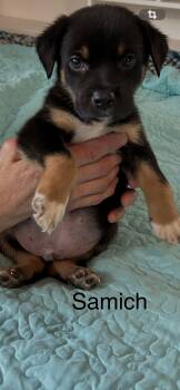 Samich -  Rottweiler and Black And Tan Coonhound Dog for Adoption in Texarkana, Texas - Samich | PetCurious