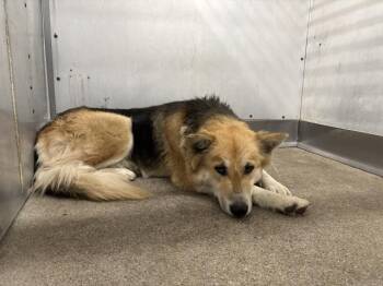 BAILEY -  German Shepherd Dog and Mixed Breed Dog Available for Adoption in San Bernardino, California - BAILEY | PetCurious